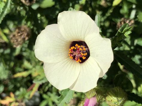 Flower Of An Hour Hibiscus Trionum Bladder Hibiscus Bladder Ketmia