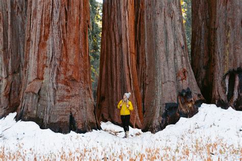 Guide To Visiting Sequoia National Park In The Winter