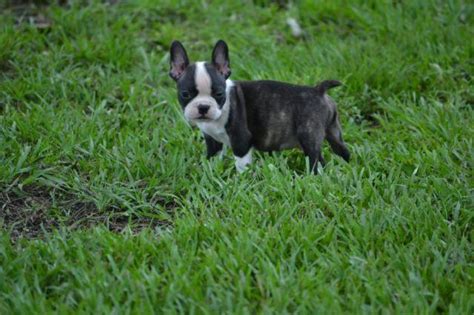 Yorkie puppies for sale in queens, ny. Frenchton puppies french bulldog / boston terrier One male ...