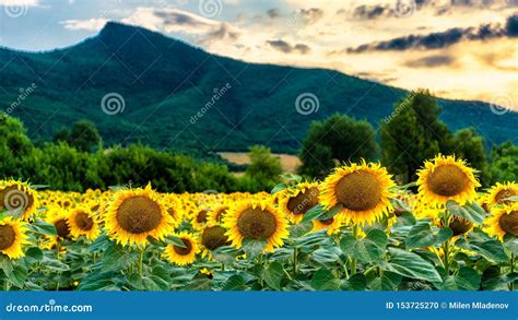 Sunflowers Field And Mountain In The Background Stock Photo Image Of