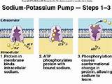 The Sodium Potassium Pump Pictures