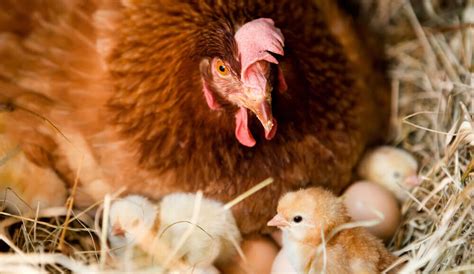 Like the time when noah put all the animals on the ark and as what i have observed they are all animals by pair and no eggs after all. How Long Does It Take For A Chicken Egg To Hatch Naturally ...