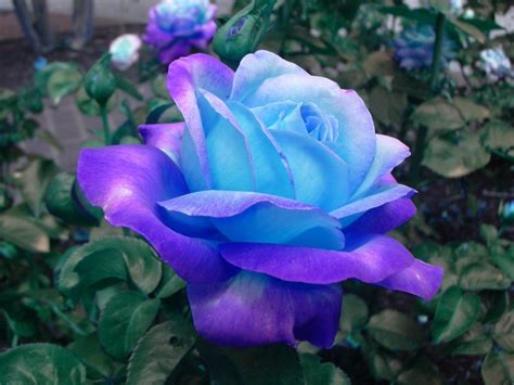 世界に咲く花さんのツイート 青バラ 遺伝子組み換えにより誕生した花。 本来、青色のバラは存在しませんがパンジーの青色遺伝子を投入する