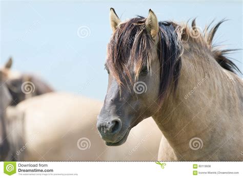konik horses stock photo image  river primitive horses