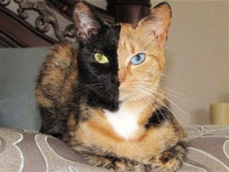 Torbies tortoiseshell cats with tabby patterns. The Relationship Between Coat Color and Personality in Cats