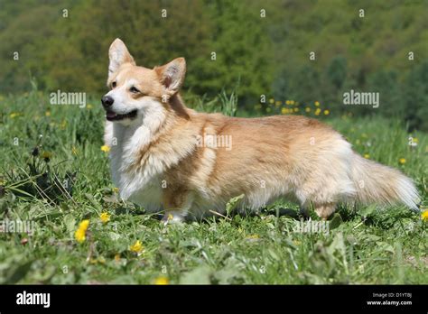 Dog Pembroke Welsh Corgi Adult Standard Profile Stock Photo Alamy