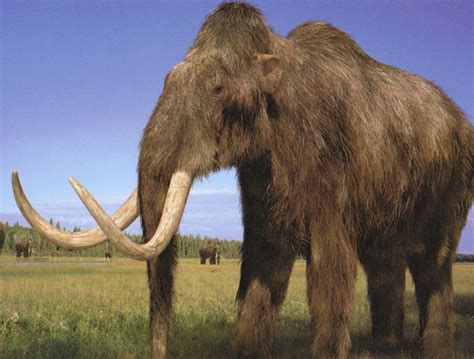 Perfect Wooly Mammoth Pictures On Animal Picture Society