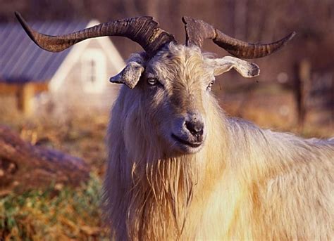 A Cashmere Goat Is Any Breed Of Goat That Produces Cashmere Wool The