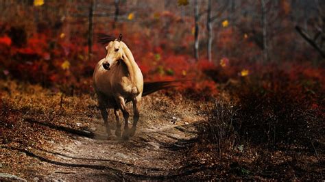 48 Horses In Autumn Desktop Wallpaper