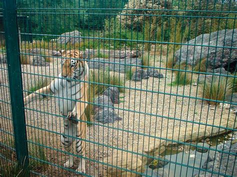 Zoo Enclosure Fencing Wildlife Park Fencing Animal Fences Zaun