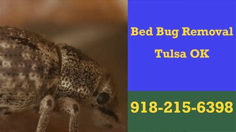 Bed Bug Pest Control Tulsa Ok 24 Hr Domestic Pest Control Specialists