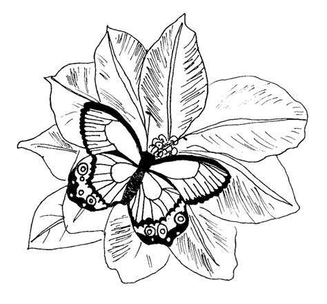butterfly coloring pictures