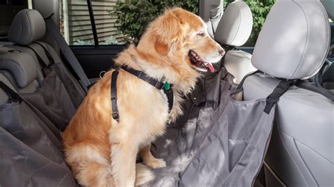 Pet insurance is a small price to pay for unconditional love and your peace of mind. Car Safety Restraints for Dogs | Pet Health Insurance & Tips