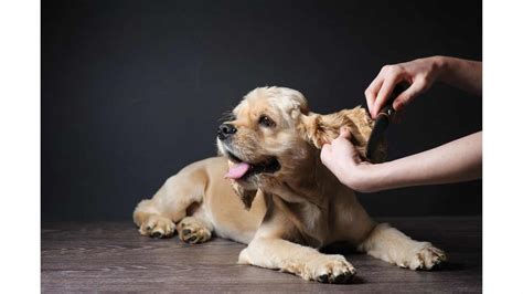 Get this free breed specific training course to have a happy & healthy dog at home. Why Are Cocker Spaniels' Ears So Long? Do They Need Extra ...