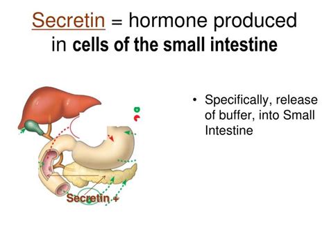 Ppt Hormonal Control Of Digestion Powerpoint Presentation Id3314672