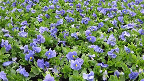 Pansy True Blue Bloom Masters