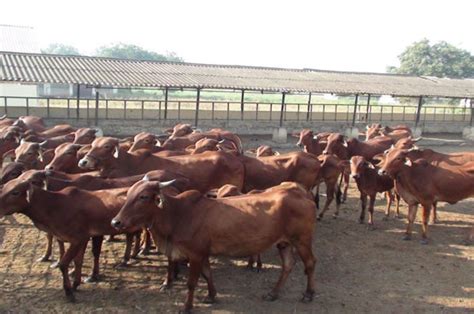 Red Kandhari Indigenous Cattle Breed Indiancattle