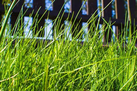 Can A Lawn Mower Cut Tall Grass Tips And Tricks Backyardgadget
