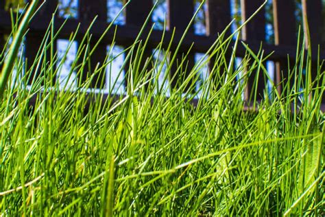 Fescue looks best at least 3 inches high. Can a Lawn Mower Cut Tall Grass? - Tips & Tricks ...