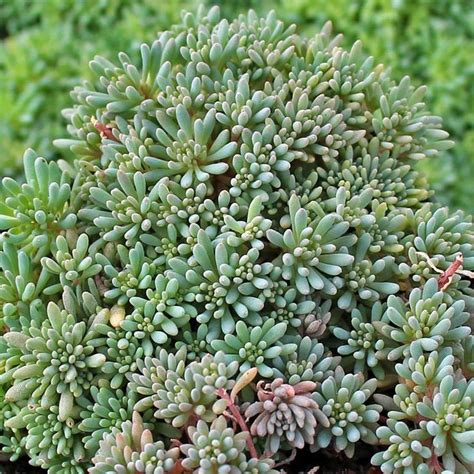17 Best images about sedum on Pinterest | Carpets, Sedum ... I love the color of the leaves.