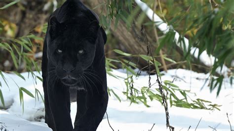 Black Panthers Wallpapers Wallpaper Cave