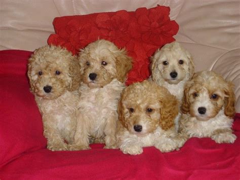 Members of the american cockapoo club. Cavapoo Puppies For Sale | Raleigh, NC #169525 | Petzlover