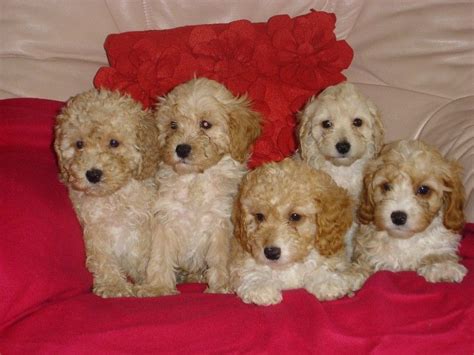 Cavapoo Puppies For Sale | Raleigh, NC #169525 | Petzlover