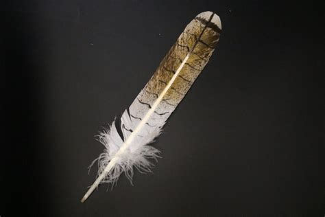 Female red hawk tail feather (mature) - Centralia Fur & Hide