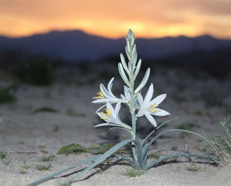 Desert Lily Unraveling The Beauty Of Arid Regions