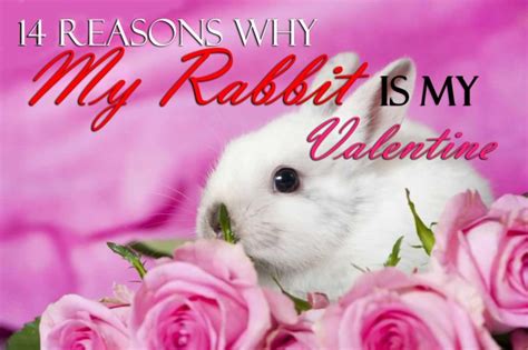 Sixteen baby bunnies sit in three open pens, all for sale. Find Out Why My Rabbit Is My Valentine's Day Sweetheart!