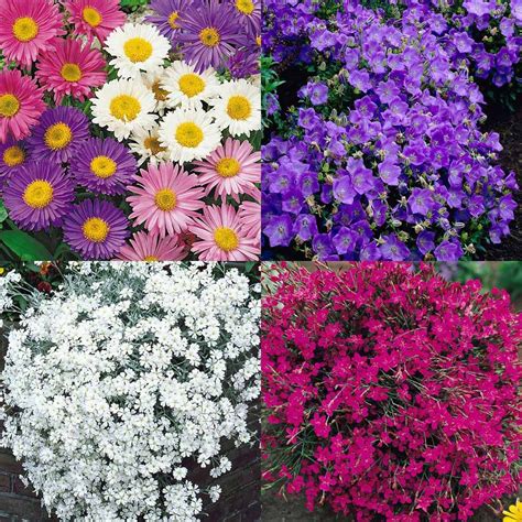 Check spelling or type a new query. Ground Cover Perennial Plant mix | Ground cover, Perennial ...