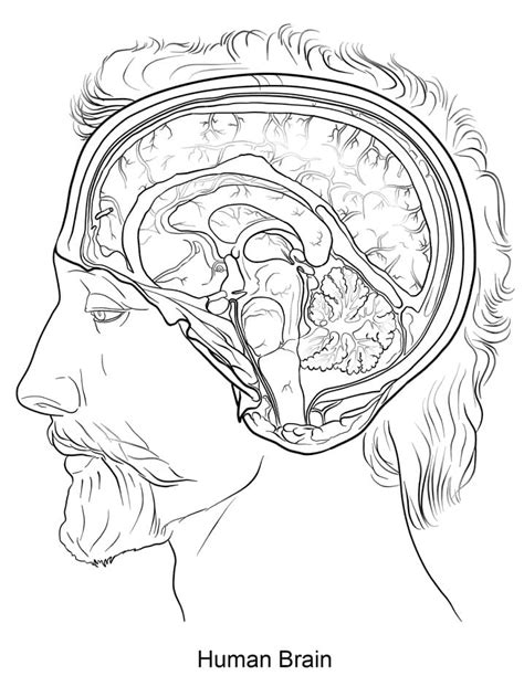 Human Brain 1 Coloring Page Printable Coloring Page For Kids Coloring