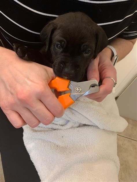 Keep it paw-sitive: Trimming your dog’s black nails - Ontario SPCA and