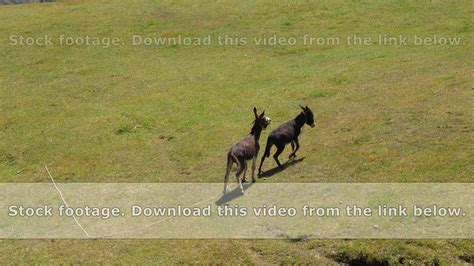 Two Donkeys Grazing And Kicking With Their Feet On Green Field At Sunny