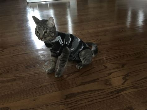 Battle Ready Armor Cat Clothes Funny Cats Cat Costumes