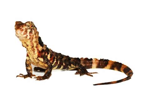Maybe you would like to learn more about one of these? Chinese Crocodile Lizard (Shinisaurus crocodilurus ...