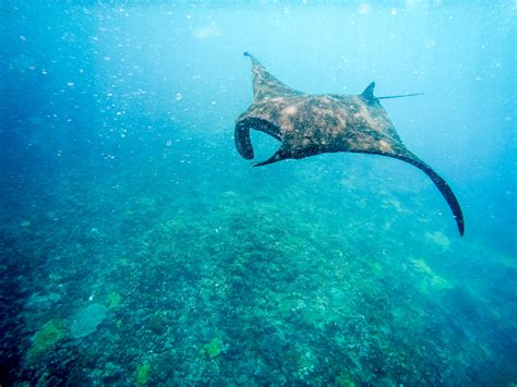 Manta Ray Snorkeling On Nusa Lembongan Bold Travel