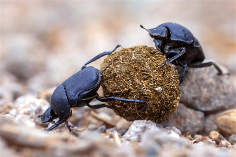 Crappy News For The Dung Beetle And Agriculture Greenhouse Gasses