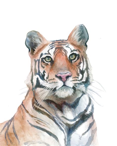 Bengal Tiger Watercolor Portrait Print 11x14 Etsy