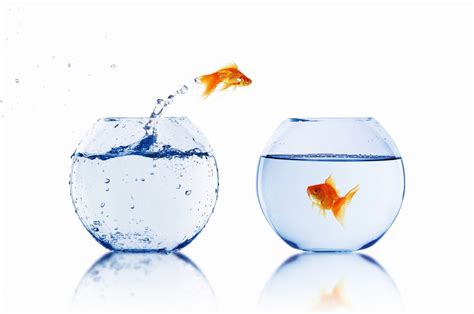 How to clean the tank. Cleaning Fish Tank with Vinegar Safe? - Fish Tank Authority