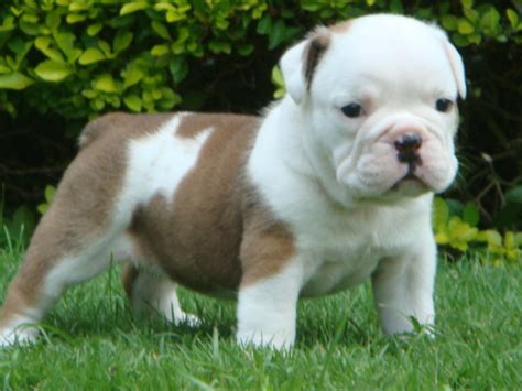 He has the appearance of a dog capable of doing his original job, bull baiting. Fascinating Articles and Cool Stuff: Beautiful Puppies ...