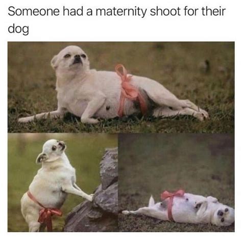 30 Hilarious Dog Memes Funnyfoto Page 8