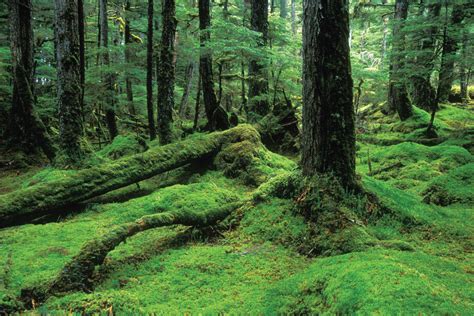 The Tongass National Forest Alaska Magazine