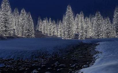 Winter Forest Night Wallpapers 1080p Outdoors