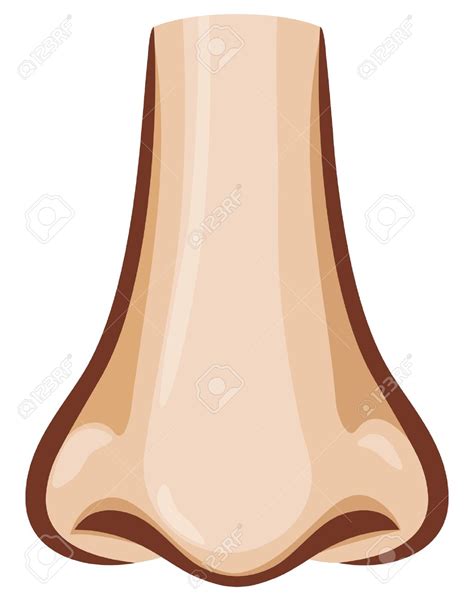 A stuffy nose cartoon or a cartoon character with a long nose likely isn't true to life, but we still make the association. human nose clipart - Clipground