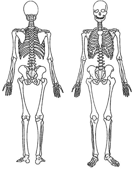 Back And Front Of A Skeleton Coloring Page Netart Human Skeleton