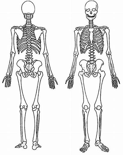 Skeleton Coloring Massage System Template Human Skeletal