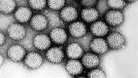 rotavirus vaccines kill cancer cells european biotechnology