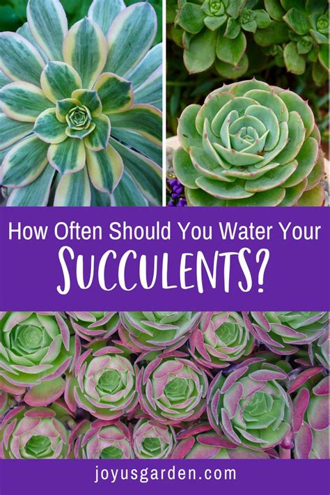 Although cacti can survive without water for weeks on end, there's no way that it's going to thrive with that little attention. How Often Should You Water Succulents? in 2020 ...