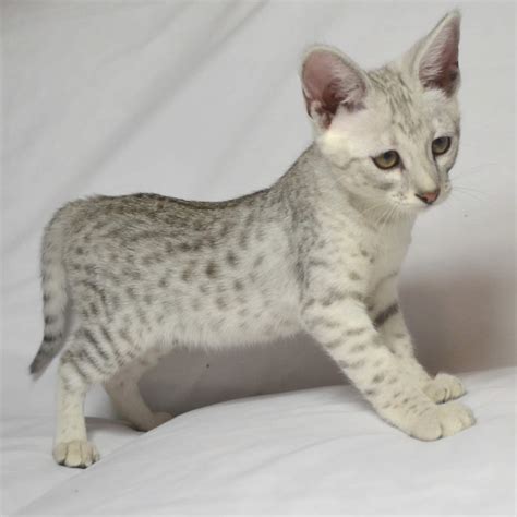 This unusual cat became popular with breeders in the 1990s, and interest in the breed. F2 Savannah Kittens Available in Ohio Savannah Cats Call ...